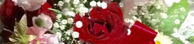菊葉音's header image