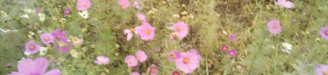 ☆ひまわり♬'s header image