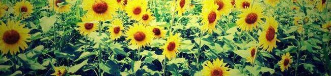 日向咲ママ's header image