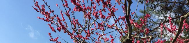 ゅきゅき0418's header image