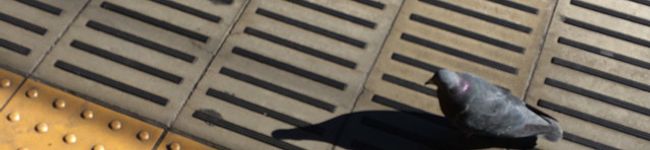 Parakitty's header image