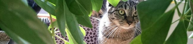 黒猫キヨ's header image