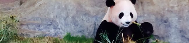 mammyyammy's header image
