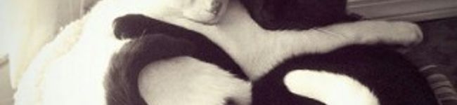 ♡mamyu♡'s header image