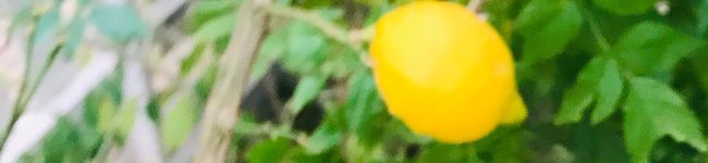 ＊caco＊caco's header image