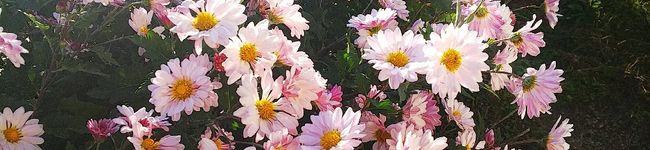 小春虎徹's header image