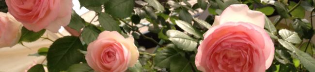 Rie♪♪♪'s header image