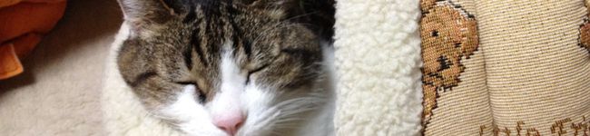 くろねこてつお's header image