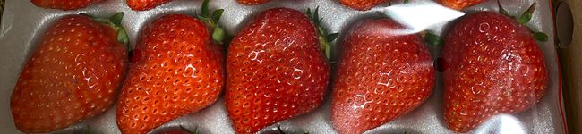 ネコボン's header image