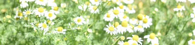 mile_radio's header image