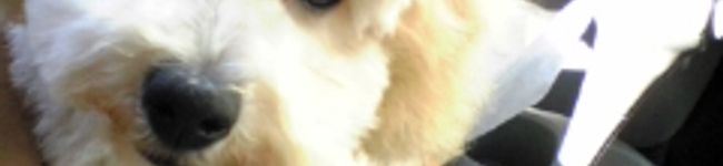 ばんぷらぶ's header image