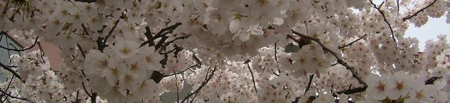 wankomama's header image