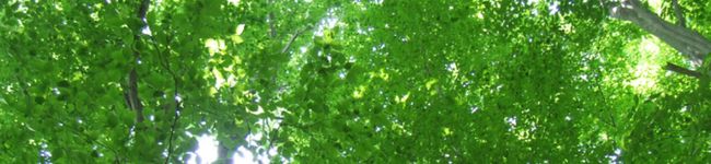 FrogRock+*'s header image