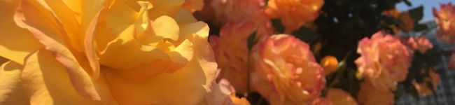 ｃａｃｏ．'s header image