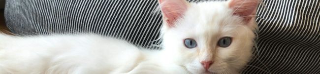 LovePlants's header image
