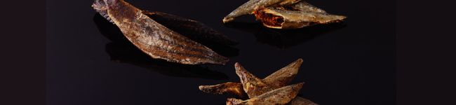 堅魚屋's header image