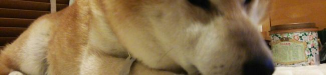 クック4APIDO☆'s header image