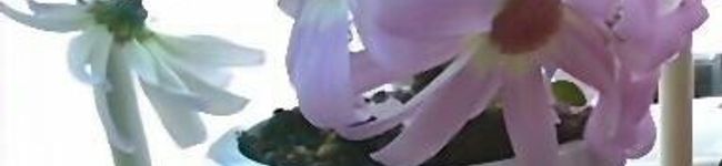 クックWPH1KJ☆'s header image
