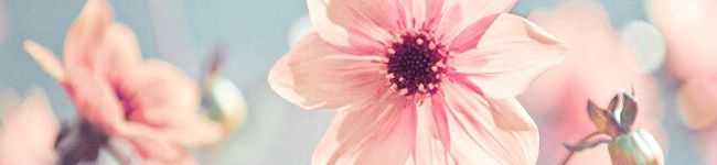 littledou's header image