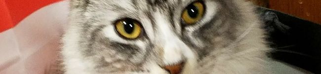 らぶらぶしょこまま's header image