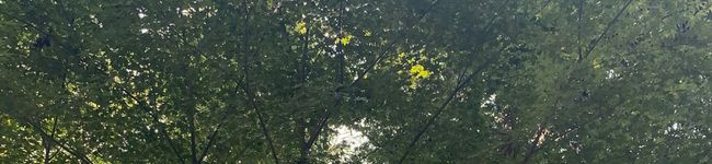 ☆ありすカフェ's header image