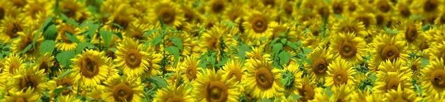 7sevenseas's header image