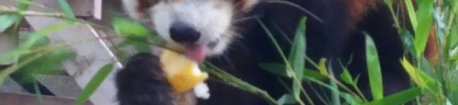 かりんこにゃんくん's header image