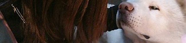 shino_pfvo's header image