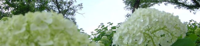 カプチーニ's header image