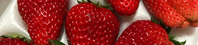 shankichii's header image