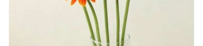 さくたいMom's header image