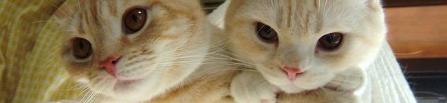 yuwenx's header image