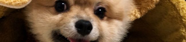 こぶた茶屋's header image