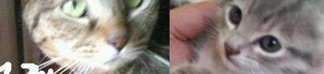 ぶぅねぇ's header image