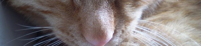 猫みーやん's header image