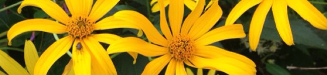 nanan_jp's header image