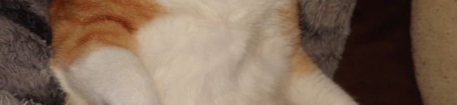 ★くみん★'s header image