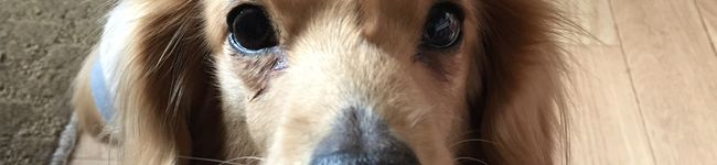 nanakoma's header image