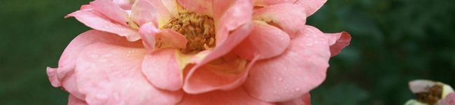 machayan's header image