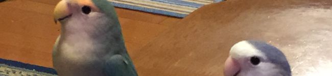暴走インコ's header image