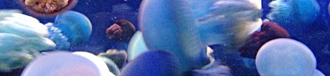 Lily＊Elly＊'s header image