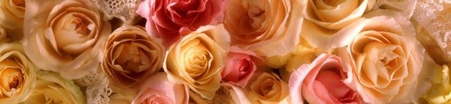中岡香織's header image