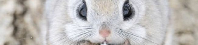 食いしん坊ひまわり's header image