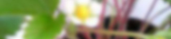 あおいたまご's header image