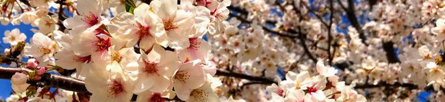 kakapooo's header image