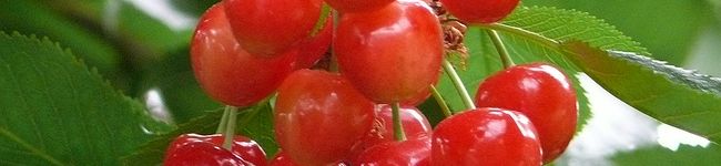 gekideka's header image