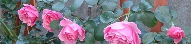 kuming93's header image