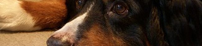 ＭＩＳＡＯ's header image