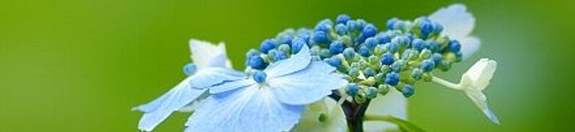 naoky's header image