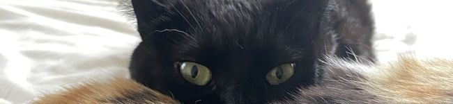 クロちゃんクッキング's header image